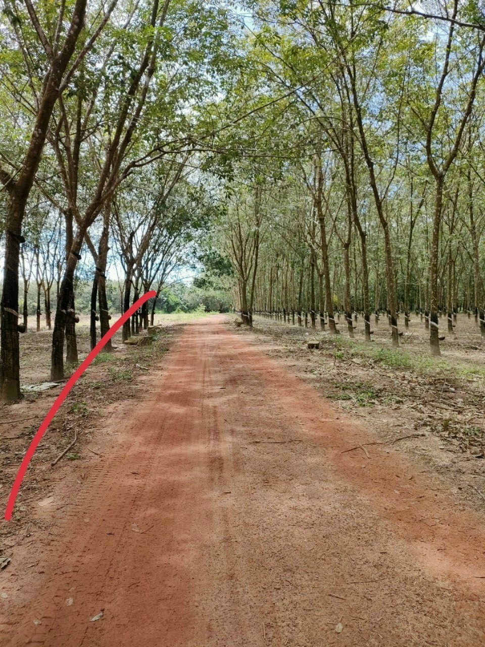 đất bự để đầu tư sinh lời Thạnh Tây Tân Biên